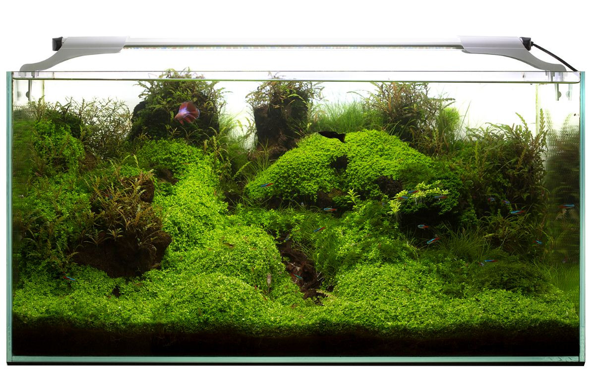 svetilnik akvariumnyj aquael leddy slim plant 50 70 sm