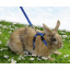 Шлея нейлоновая Pet Pro с поводком, для кролика фото