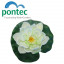 Плавающая водяная лилия Pontec PondoLily, белая фото