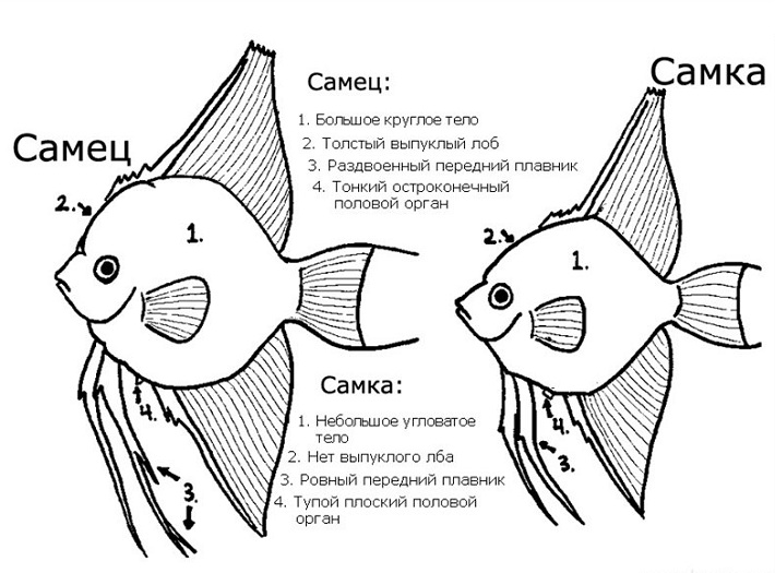 аквариумные рыбки скалярии как отличить самца от самки